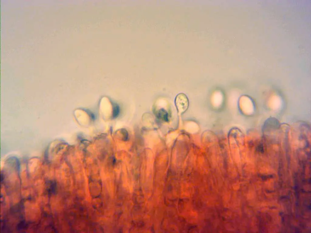 Microscopía de Omphalina pyxidata - 10 - Basidios arista x 1000